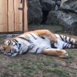 Dr. Doris Tesch: Ostern im Wildkatzenzentrum Felidae Tempelfelde 17 Bernau LIVE