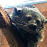 Dr. Doris Tesch: Ostern im Wildkatzenzentrum Felidae Tempelfelde 19 Bernau LIVE