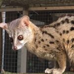 Dr. Doris Tesch: Ostern im Wildkatzenzentrum Felidae Tempelfelde 20 Bernau LIVE