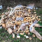 Bernau: Wer bitte entsorgt hunderte Backwaren von Netto im Wald? 3 Bernau: Wer bitte entsorgt hunderte Backwaren von Netto im Wald?