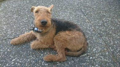 Wasser - HAVERIE in Bernau Lindow + Hund zugelaufen