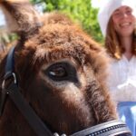 3 Tage Hussitenfest Bernau - Hunderte Bilder und Videos online 275 Bernau LIVE