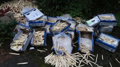 Bernau: Wer wirft etwa 100 kg Spargel in den Wald?