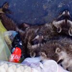 Feuerwehr Bernau befreite Waschbären-Kinder aus misslicher Lage 4 Feuerwehr Bernau befreite Waschbären-Kinder aus misslicher Lage