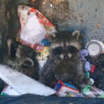 Feuerwehr Bernau befreite Waschbären-Kinder aus misslicher Lage 2 Feuerwehr Bernau befreite Waschbären-Kinder aus misslicher Lage