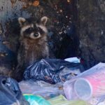 Feuerwehr Bernau befreite Waschbären-Kinder aus misslicher Lage 5 Feuerwehr Bernau befreite Waschbären-Kinder aus misslicher Lage