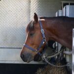 Spitzensport im Pferdesattel zog hunderte Besucher nach Ladeburg 30 Bernau LIVE