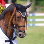 Spitzensport im Pferdesattel zog hunderte Besucher nach Ladeburg 10 Bernau LIVE