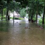 Feuerwehr Bernau 16 Stunden im (Regen) Dauereinsatz - Danke! 37 Bernau: Wenn Enten und Co. auf dem Gehweg schwimmen