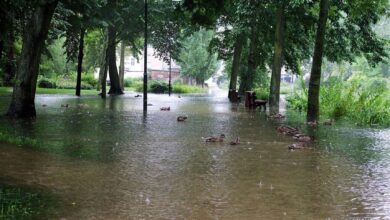 Bernau: Wenn Enten und Co. auf dem Gehweg schwimmen