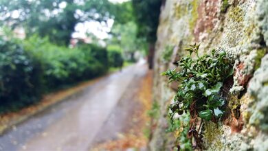 Bernau, Barnim, Regen, Stadtmauer