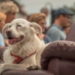 Biesenthal: "Familie" Danewitz feierte ihren 750. Geburtstag 148 Bernau LIVE