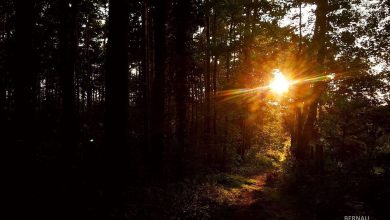 Bernau: Guten Morgen und Euch einen stressfreien Mittwoch (Sonne - Wald)