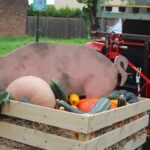 Barnim: Buntes Erntefest in Grüntal - Schön war´s 10 Bernau LIVE