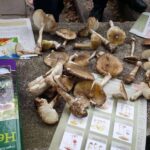 Barnim: Pilzexkursion im Liepnitzwald - Giftig oder nicht Giftig? 3 Barnim: Pilzexkursion im Liepnitzwald - Giftig oder nicht Giftig?