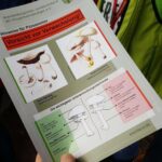 Barnim: Pilzexkursion im Liepnitzwald - Giftig oder nicht Giftig? 4 Bernau LIVE