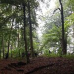 Barnim: Pilzexkursion im Liepnitzwald - Giftig oder nicht Giftig? 8 Bernau LIVE