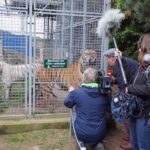 Grundsteinlegung: Na gut, dass wir gestern Tiger Diego besucht haben 17 Bernau LIVE