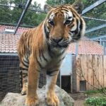 Grundsteinlegung: Na gut, dass wir gestern Tiger Diego besucht haben 10 Bernau LIVE