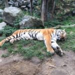 Grundsteinlegung: Na gut, dass wir gestern Tiger Diego besucht haben 25 Bernau LIVE