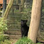 Grundsteinlegung: Na gut, dass wir gestern Tiger Diego besucht haben 9 Bernau LIVE