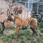 Grundsteinlegung: Na gut, dass wir gestern Tiger Diego besucht haben 6 Bernau LIVE