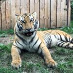 Grundsteinlegung: Na gut, dass wir gestern Tiger Diego besucht haben 27 Bernau LIVE