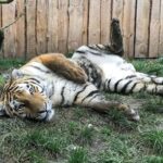 Grundsteinlegung: Na gut, dass wir gestern Tiger Diego besucht haben 26 Bernau LIVE