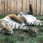 Grundsteinlegung: Na gut, dass wir gestern Tiger Diego besucht haben 8 Bernau LIVE