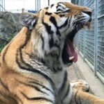 Grundsteinlegung: Na gut, dass wir gestern Tiger Diego besucht haben 7 Bernau LIVE