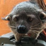 Grundsteinlegung: Na gut, dass wir gestern Tiger Diego besucht haben 5 Bernau LIVE