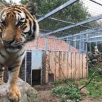 Grundsteinlegung: Na gut, dass wir gestern Tiger Diego besucht haben 4 Grundsteinlegung: Na gut, dass wir gestern Tiger Diego besucht haben
