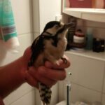 Bernau: Dieser Specht kam mit einem dicken blauen Auge davon 4 Bernau LIVE