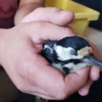 Bernau: Dieser Specht kam mit einem dicken blauen Auge davon 3 Bernau LIVE