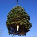 Bernau: Weihnachtsbaum im Doppelpack und Mega Logistik 28 Bernau LIVE