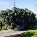 Bernau: Weihnachtsbaum im Doppelpack und Mega Logistik 27 Bernau LIVE