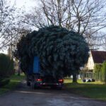 Bernau: Weihnachtsbaum im Doppelpack und Mega Logistik 20 Bernau LIVE