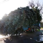 Bernau: Weihnachtsbaum im Doppelpack und Mega Logistik 15 Bernau LIVE