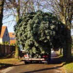 Bernau: Weihnachtsbaum im Doppelpack und Mega Logistik 18 Bernau LIVE