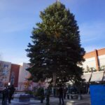 Bernau: Weihnachtsbaum im Doppelpack und Mega Logistik 4 Bernau LIVE