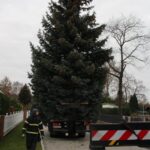 Weihnachtsbaum schwebte heute in Schwanebeck ein 7 Bernau LIVE