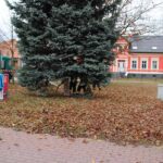 Weihnachtsbaum schwebte heute in Schwanebeck ein 5 Bernau LIVE