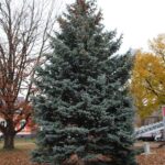 Weihnachtsbaum schwebte heute in Schwanebeck ein 6 Bernau LIVE