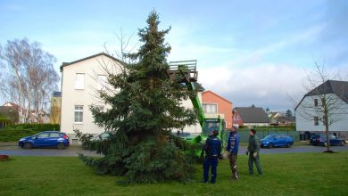 Ahrensfelde: Acht-Meter Blautanne in Blumberg aufgestellt