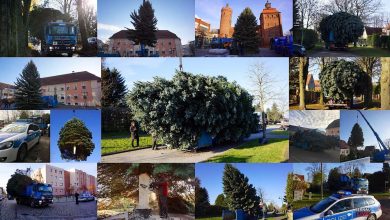 Bernau: Weihnachtsbaum im Doppelpack und Mega Logistik