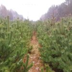 Hunderte Besucher beim Weihnachtsbaumschlagen in Bernau 4 Bernau LIVE