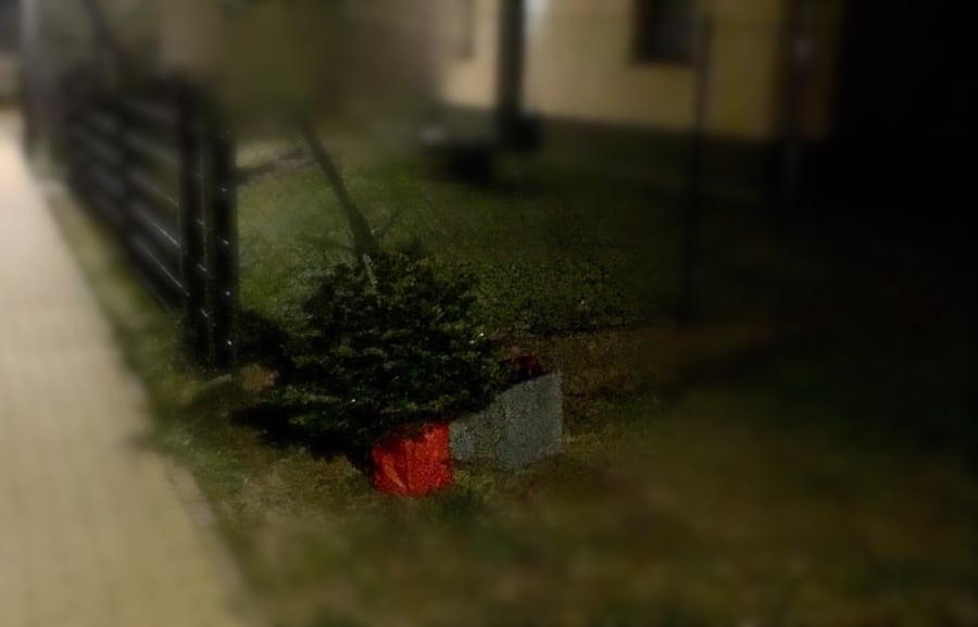Bernau: Diebe brachten geklauten Weihnachtsbaum zurück