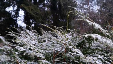 Guten Morgen aus Bernau mit einem Hauch von Schnee