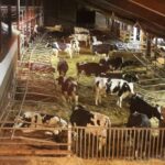 Entspannte Atmosphäre auf dem 1. Weihnachtsmark im Ökodorf Brodowin 26 Bernau LIVE