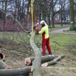Bernau: Mit großer Technik gegen morsche Bäume im Stadtpark 4 Bernau LIVE